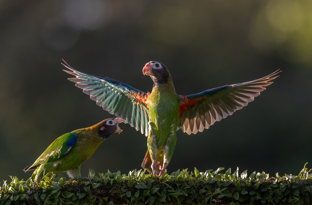 Brown headed parrots by Terri Adcock