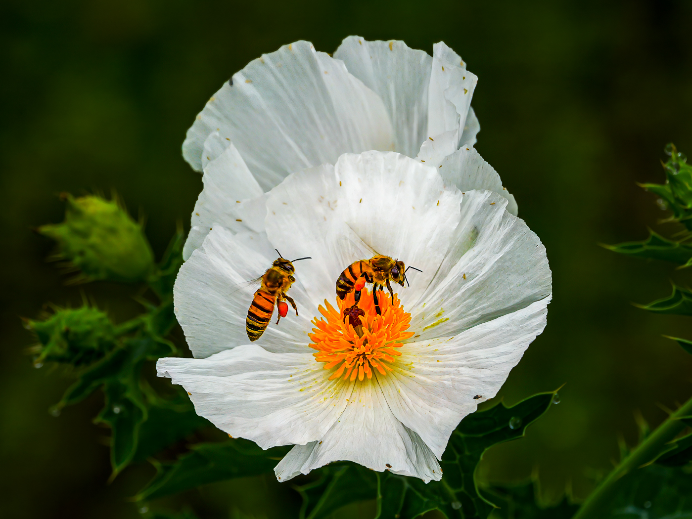 Busy Bees by Tom Lee