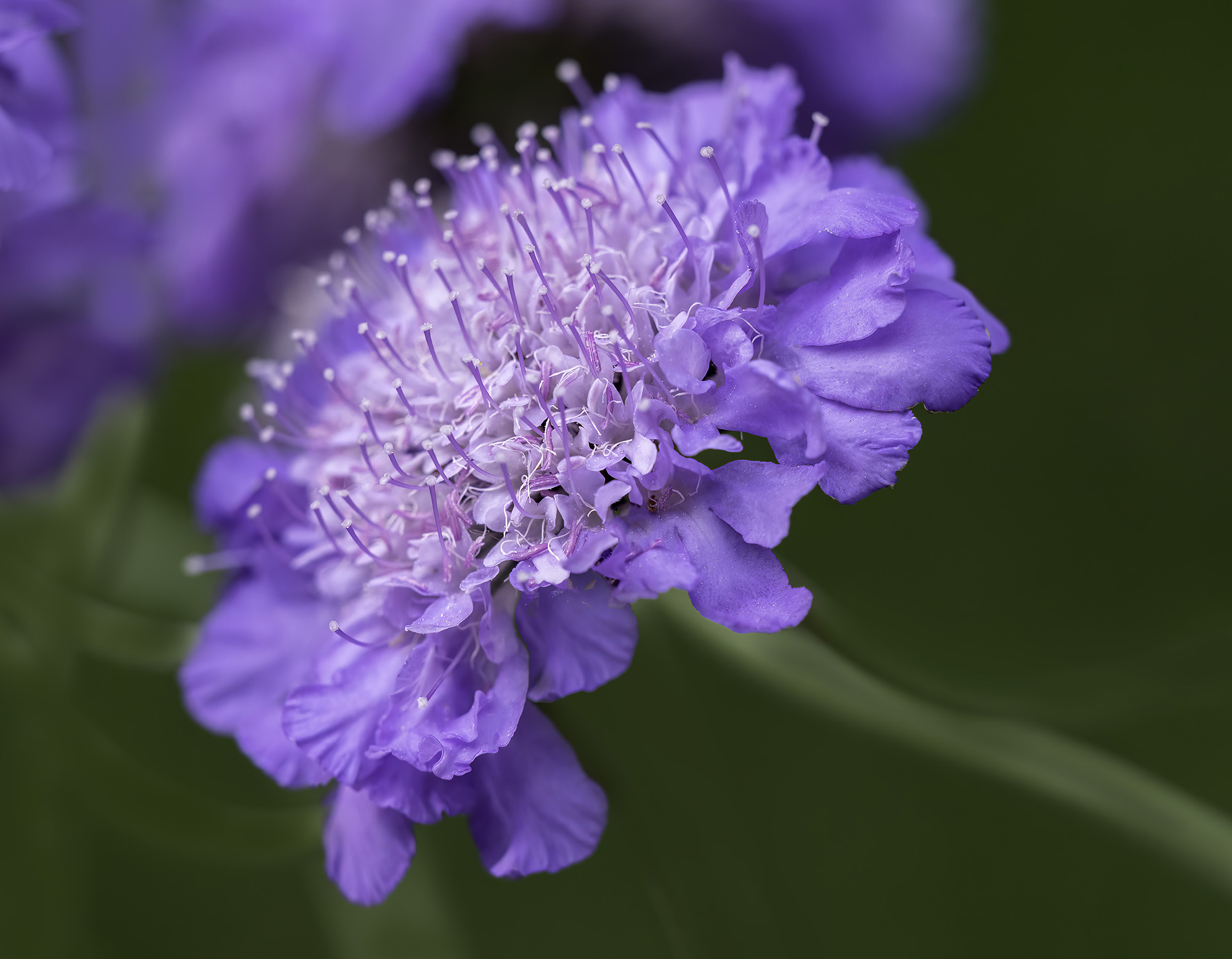 Pincushion Flower by Ruth Mayer