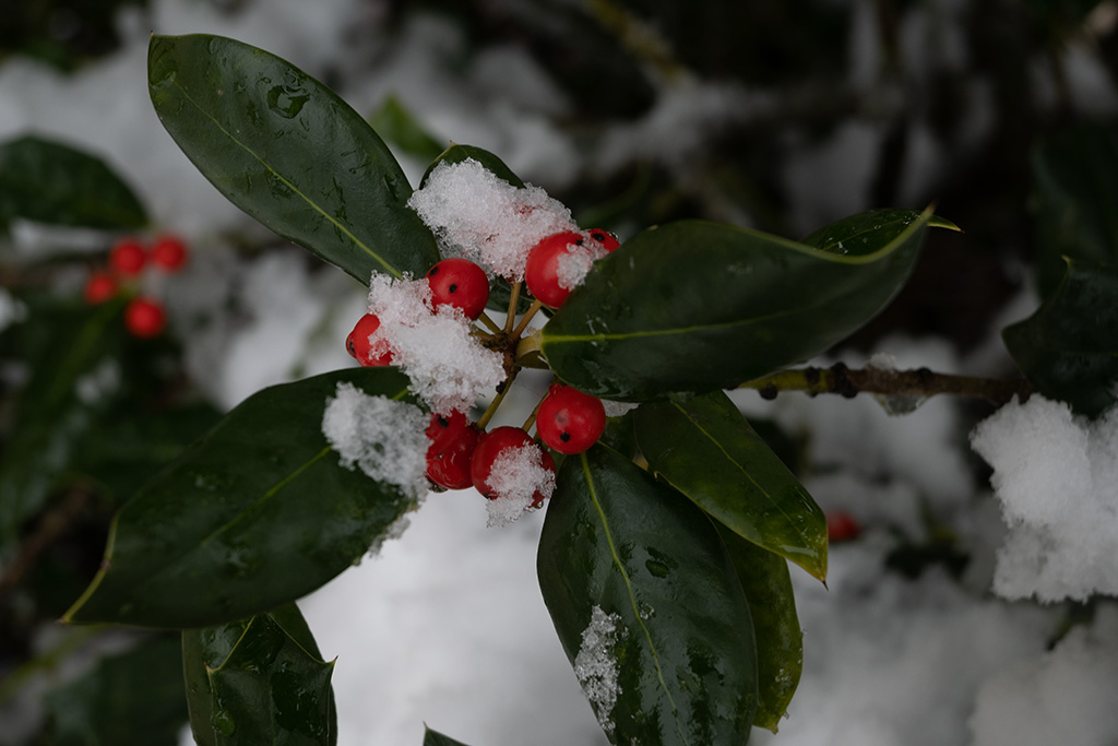 January 2021 - Tom McCreary, APSA, MPSA