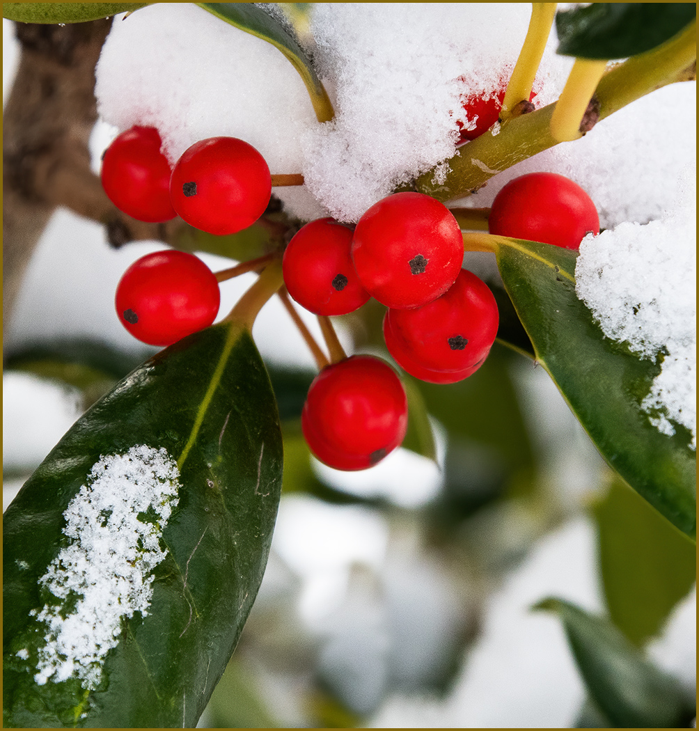 Holly Berries in the Snow by Tom McCreary, APSA, MPSA