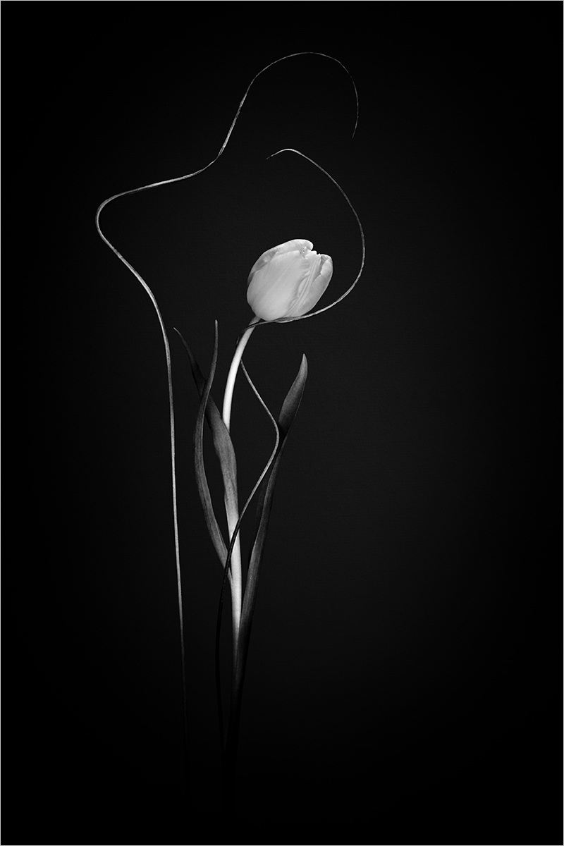 Chin up, tulip by Judith Flacke