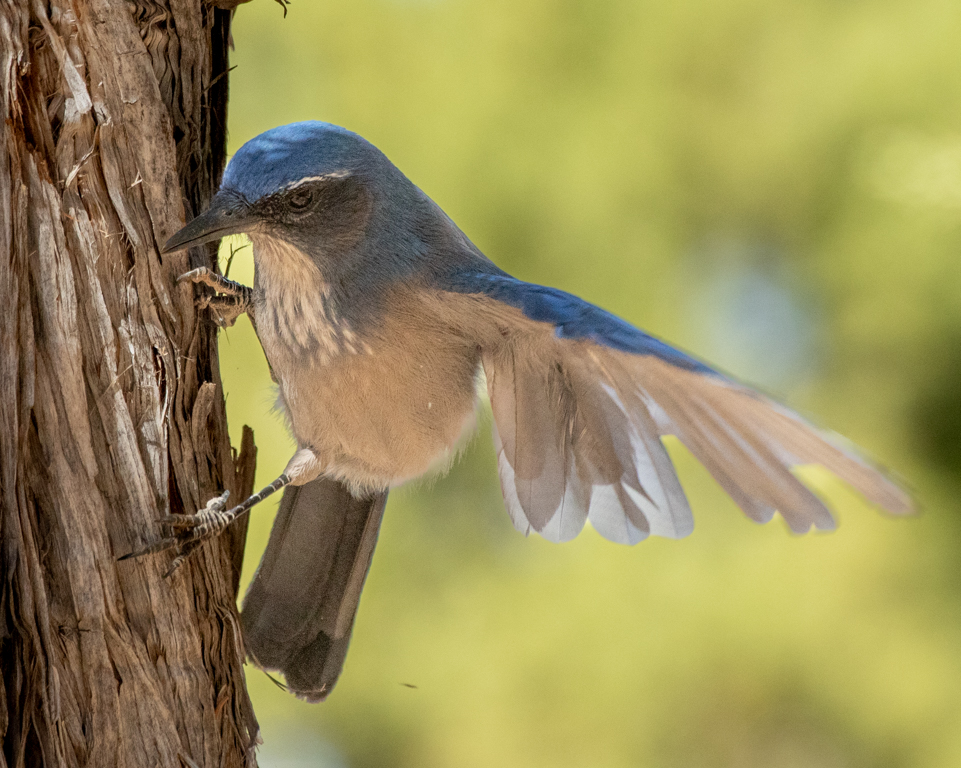 Scrub Jay by Mike Patterson