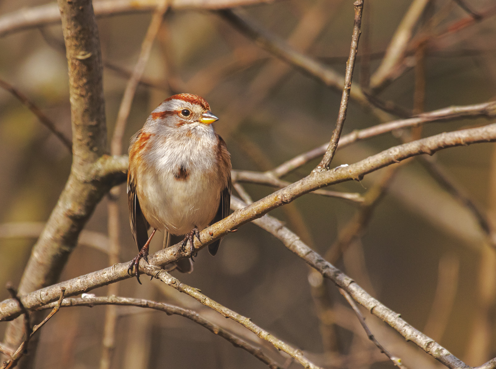 American Tree Sparrow by Don Poulton