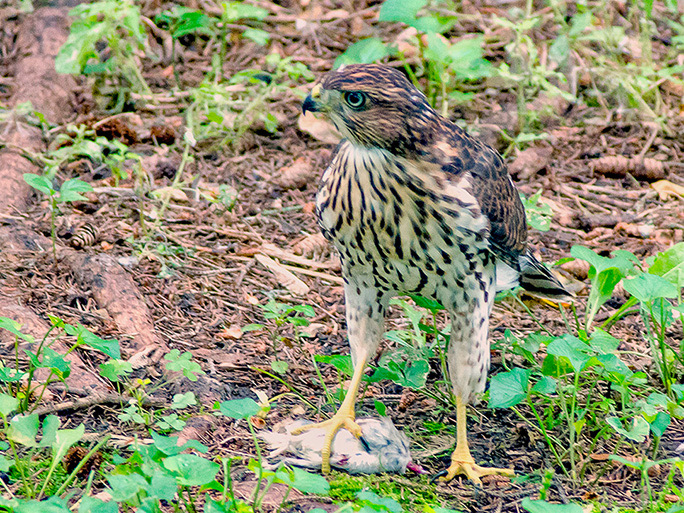 Juvenile Cooper Hawk with prey by Gabriele Dellanave