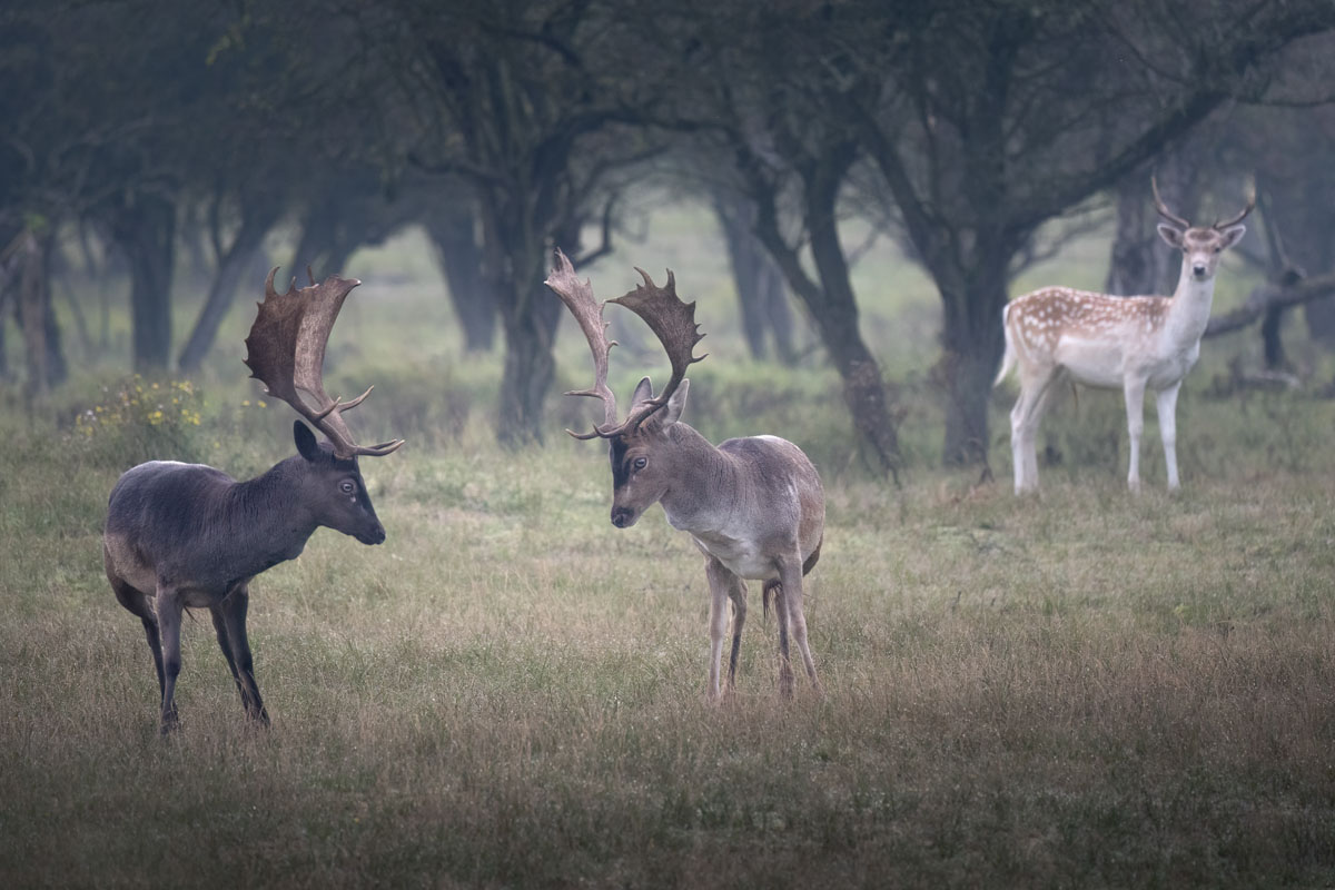 Fallow deer in the Netherlands by Anges van der Logt