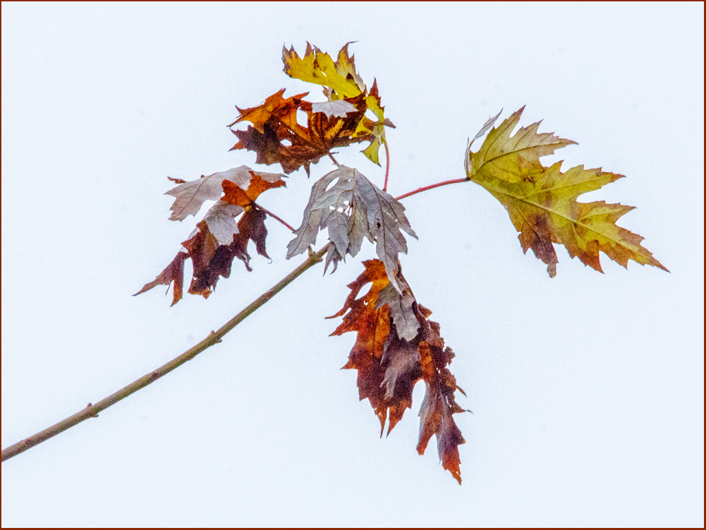 Leaves by Wanda Krack
