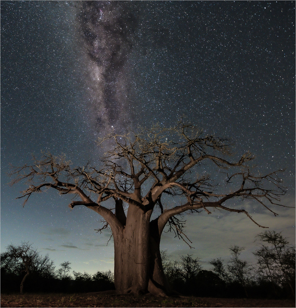 Milky with Boba tree by Francois Venter