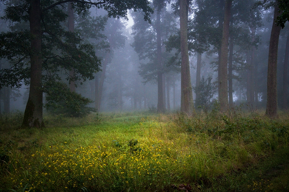 Florian's Forest by Adi Ben-Senior
