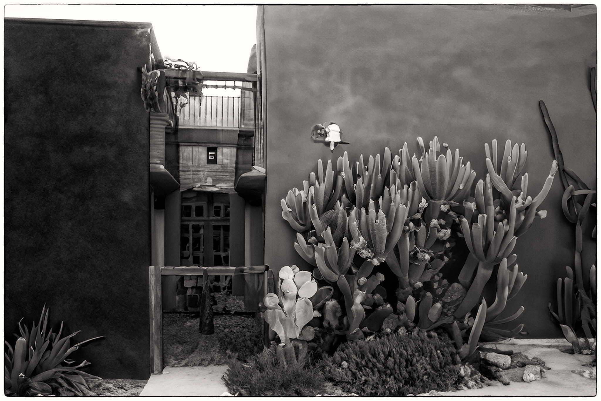 Spanish house w Cactus in AI by David Halgrimson
