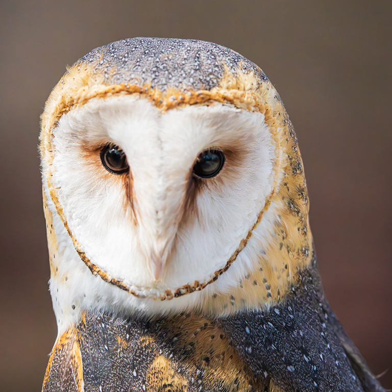 Barn Owl by Charlie Yang