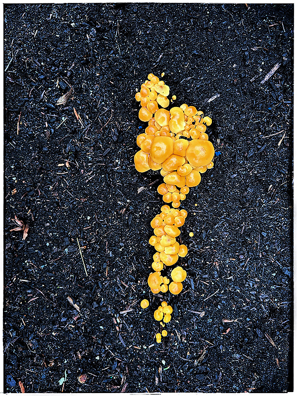 Golden Mushrooms  by Sol Blechman