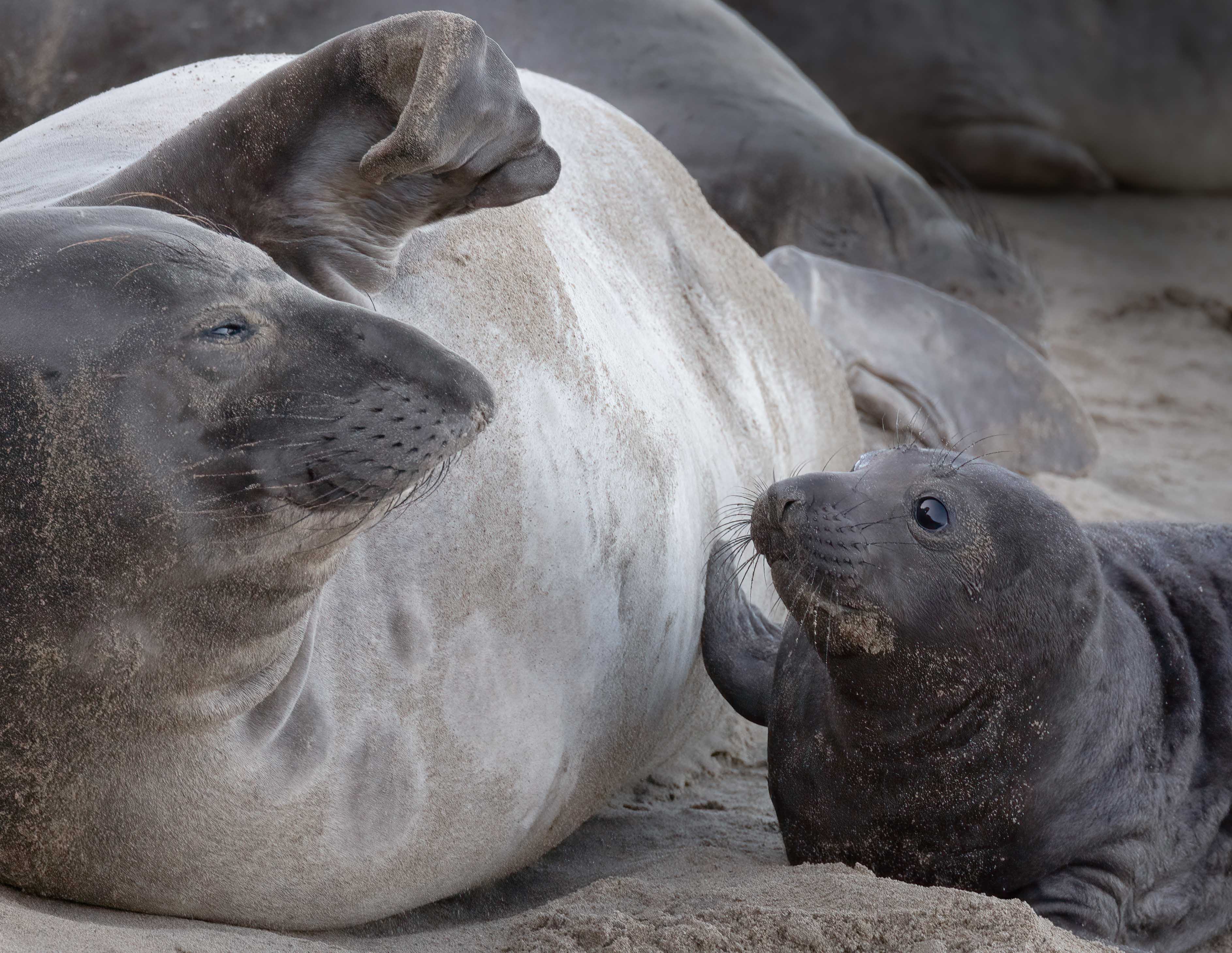 Northern Elephant Seal with Pup by Polly Krauter