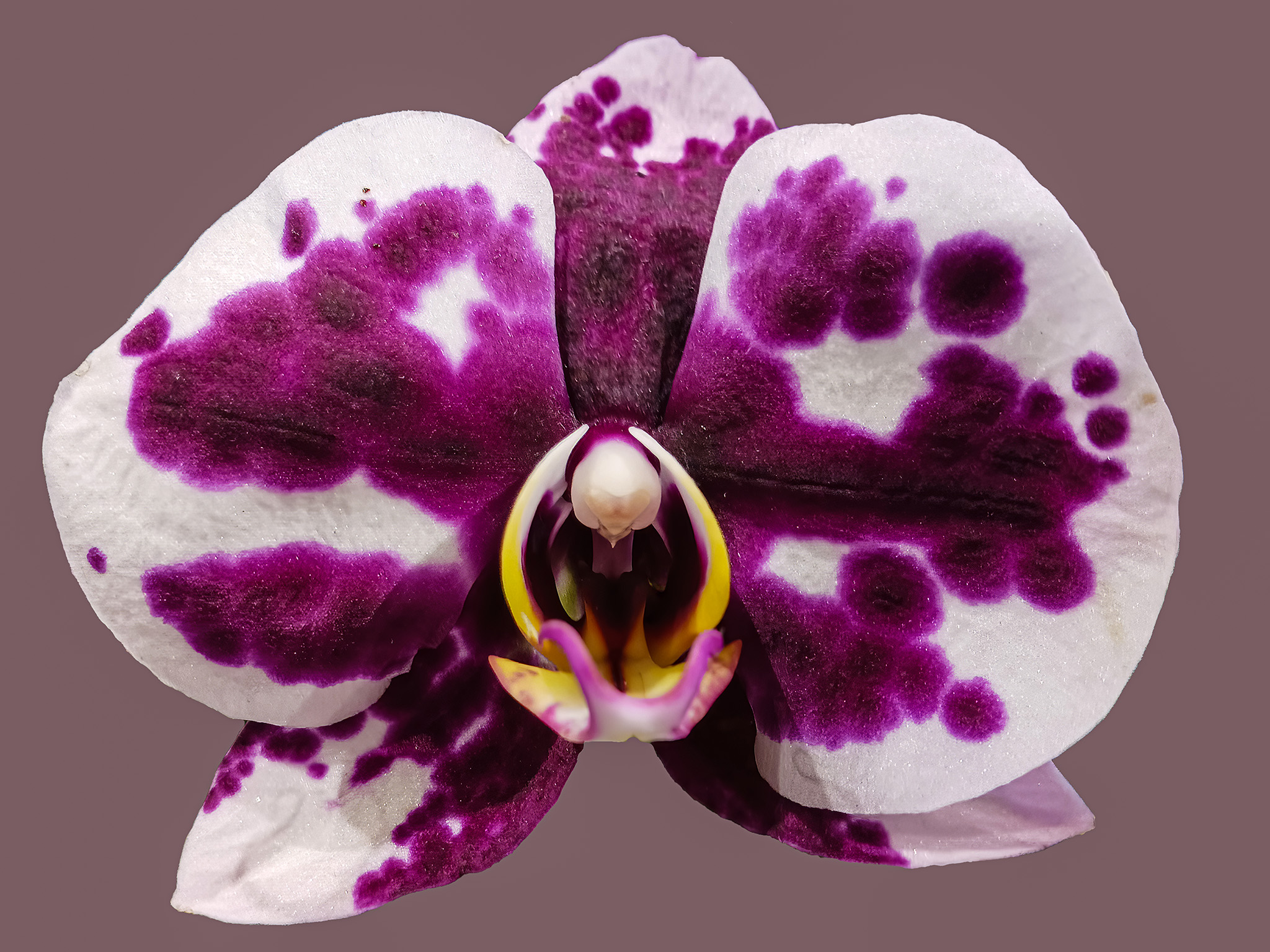 Orchid by Tom Pickering
