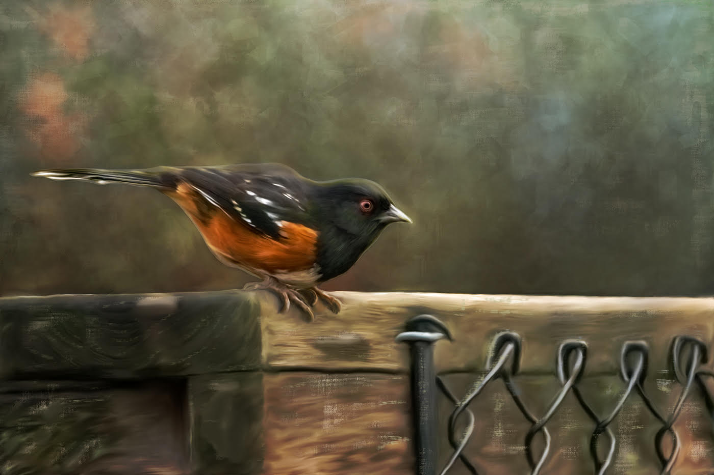 Spotted Towhee by Martha Aguero