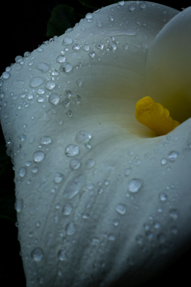 Lily in the Rain by Michelle Rios