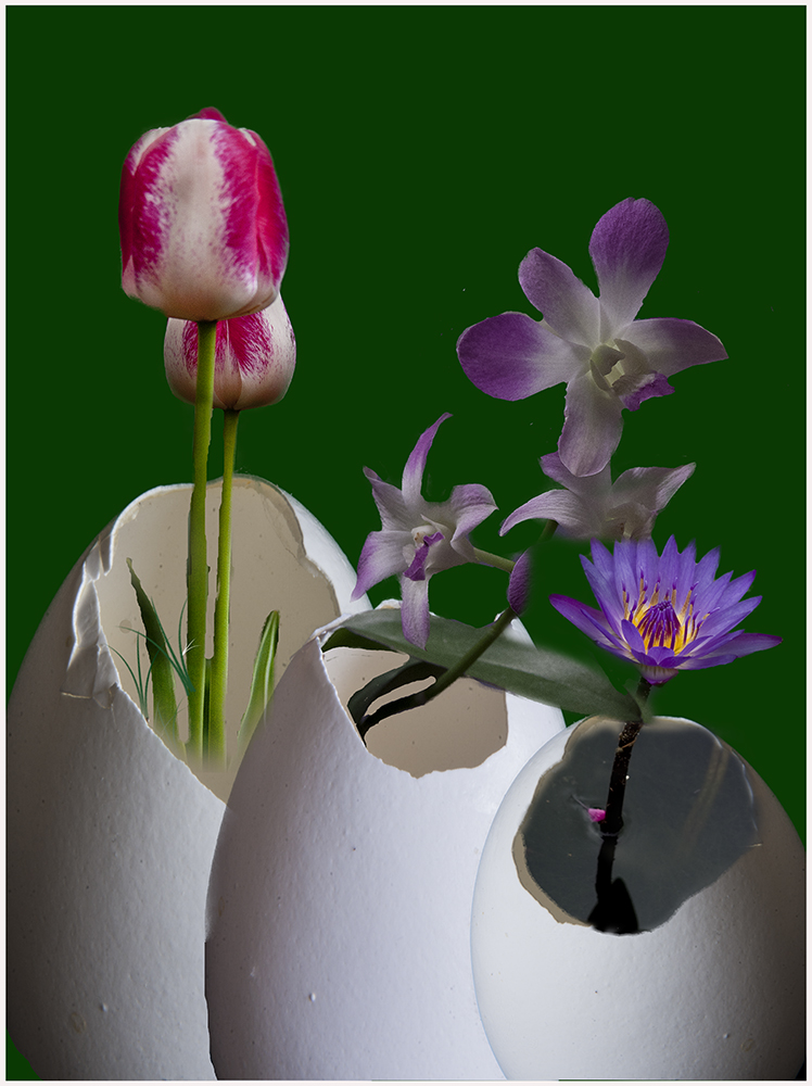 Eggshell Flowerpots by Marti Buckely