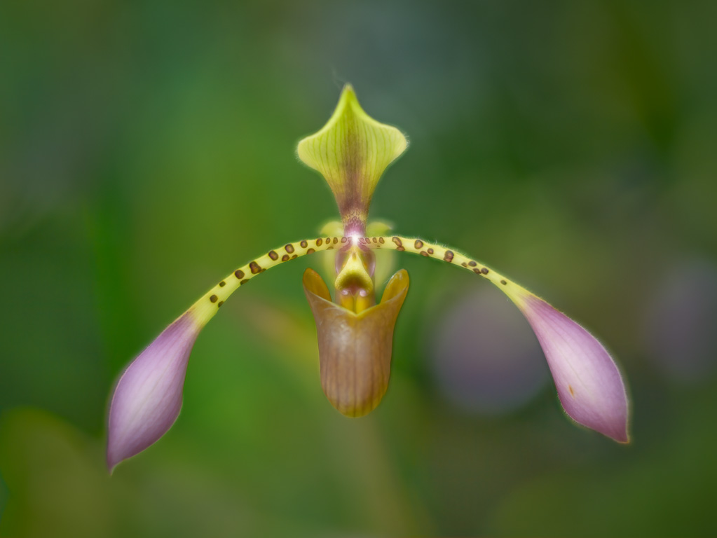 Lady Slipper Orchid by David Terao