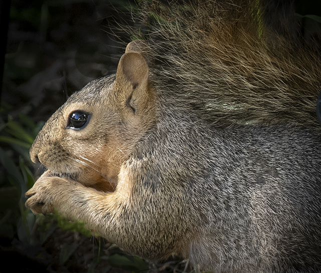 Squirrel by Barbara Hunley