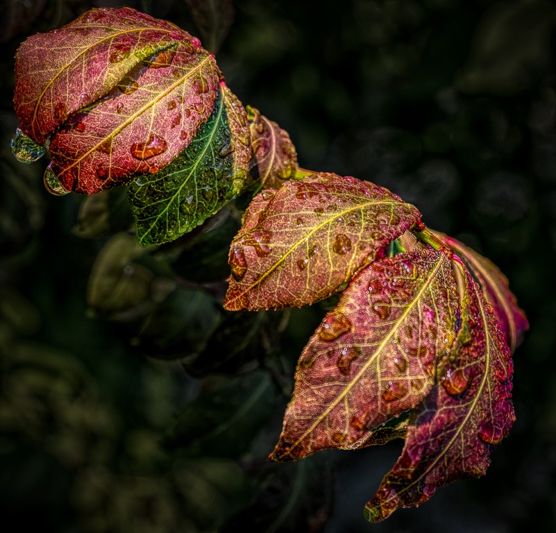 Waterdrops on Fall Leaves by Alane Shoemaker