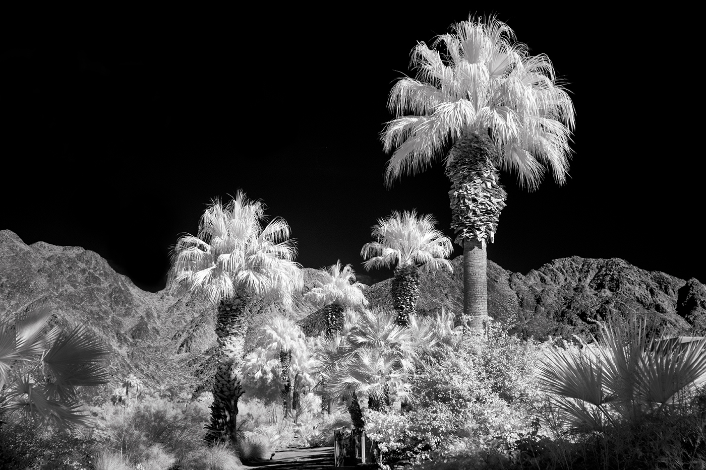 Washintonian Palms by Don York