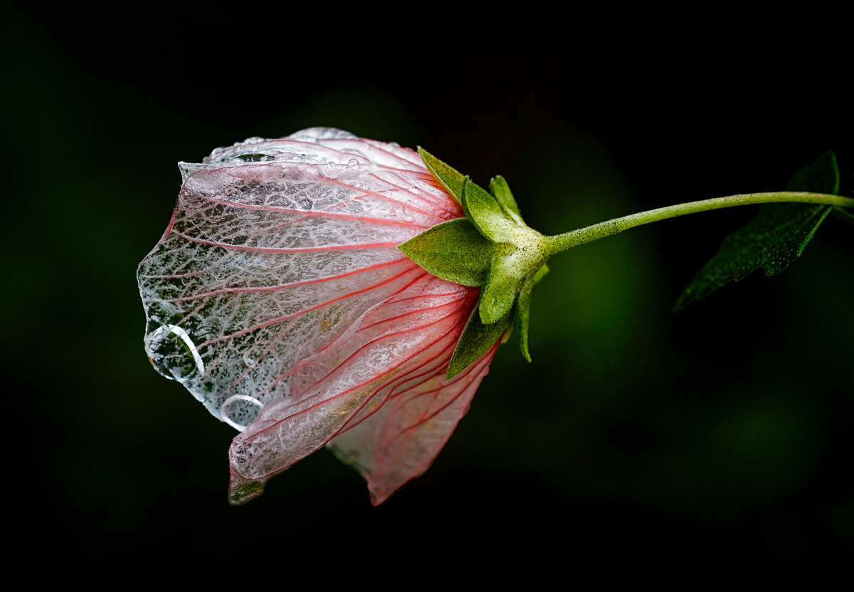 Flower in the rain by Maria Mazo