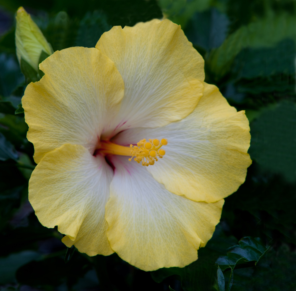 Yellow Hibiscus by Dick States