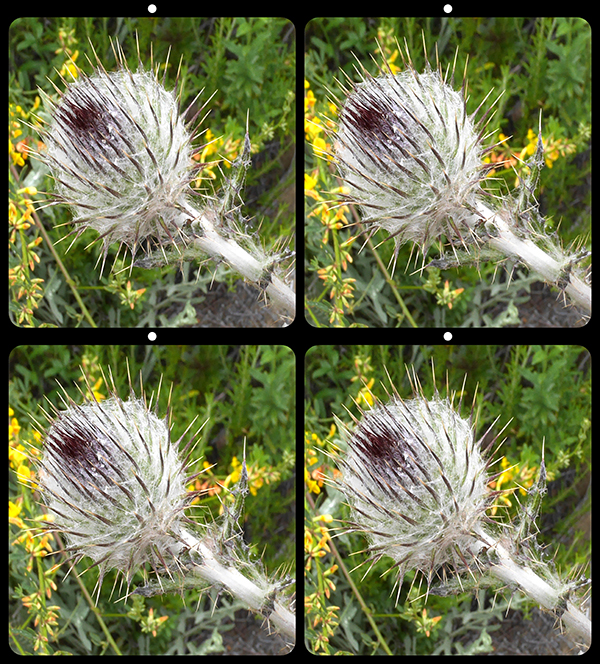 A thistle by Barry Rothstein