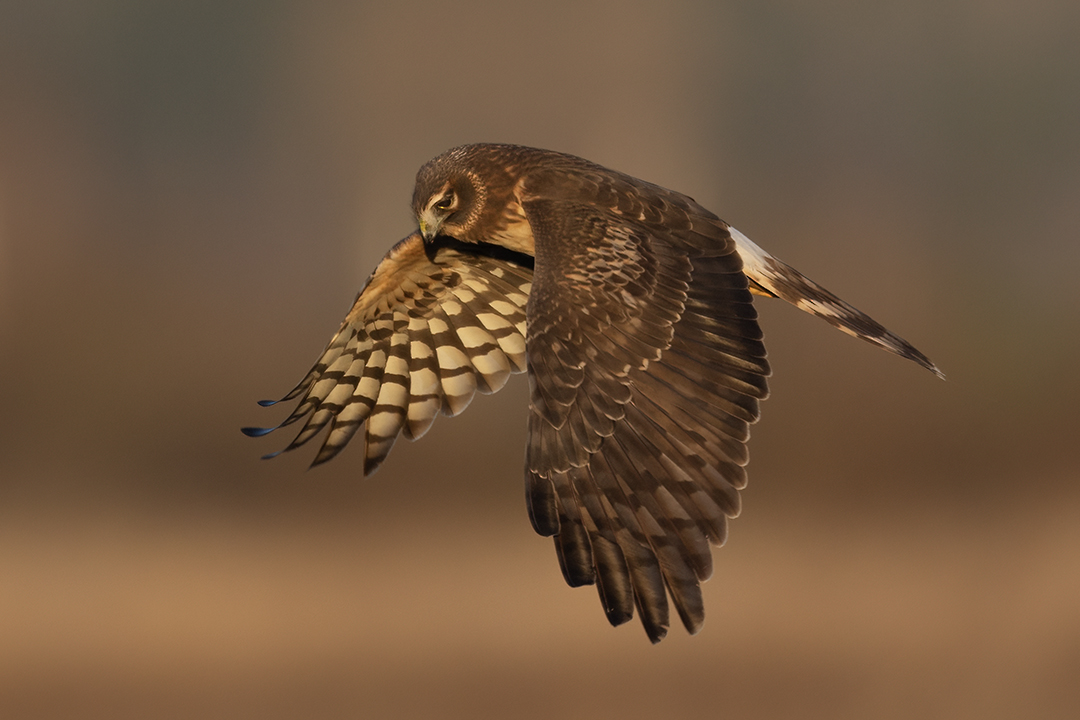 Northern HArrier Hawk by Bruce Benson