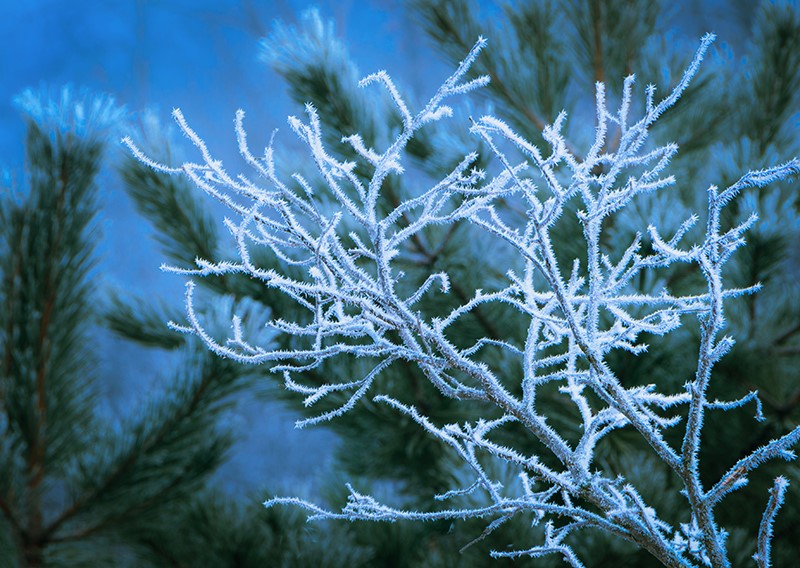 Rime Ice Abstract by Trey Foerster