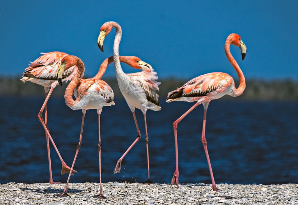 Frolicking Flamingos by Kathleen Colligan