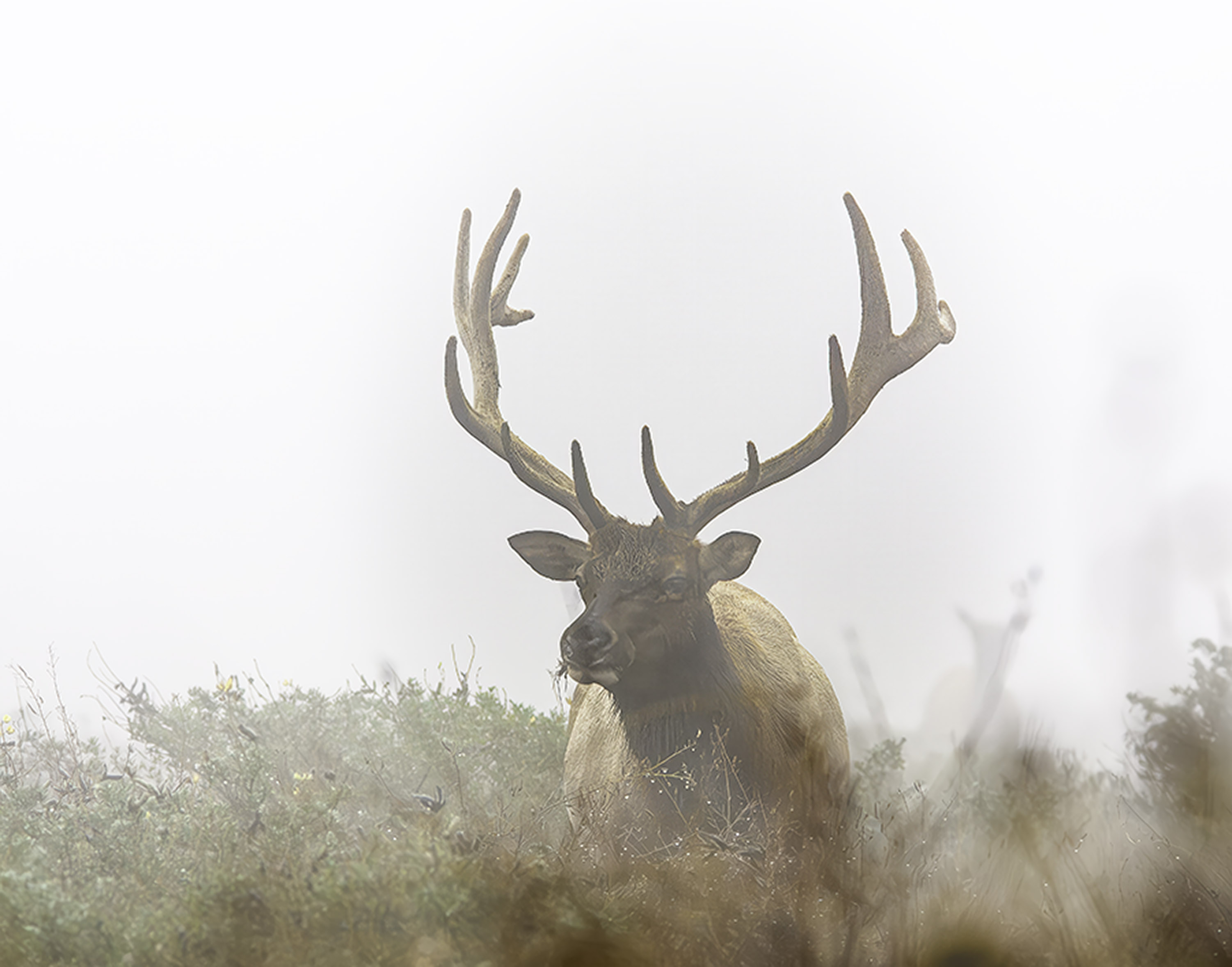 Tule Elk in the Fog by Dan McKenna