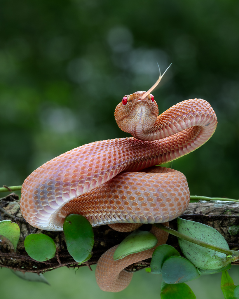 Pink Viper Snake (Trimeresurus Purpureomaculatus) by Frans Gunterus
