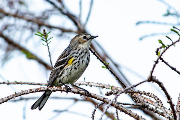 unidentified female warbler (sorry) by Ginny Salus