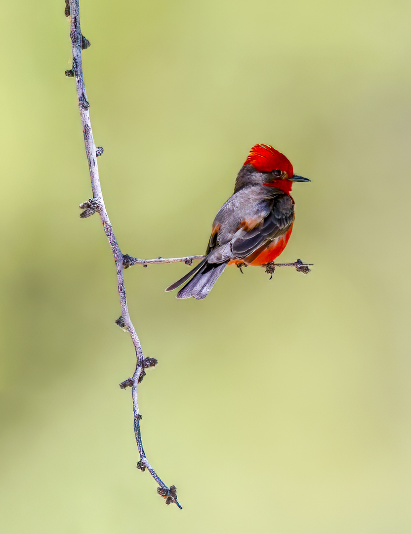 Red Bird On Branch by Jack Twiggs