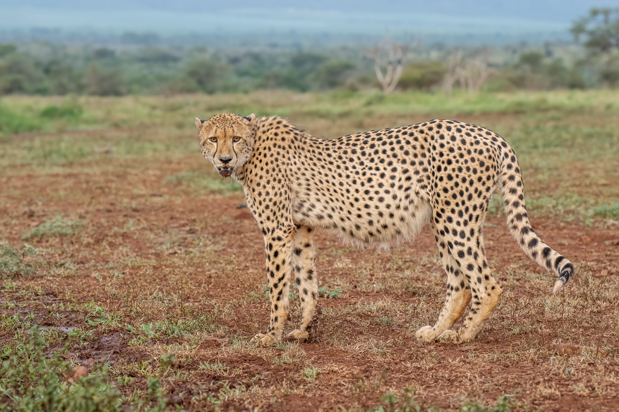 Cheetah with Full Belly by Peter Dominowski
