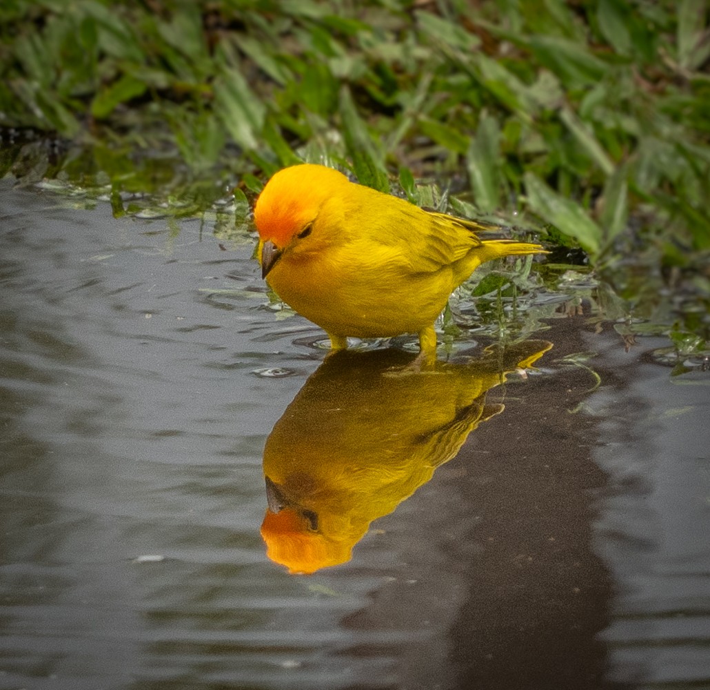 Reflecting by Joey Johnson