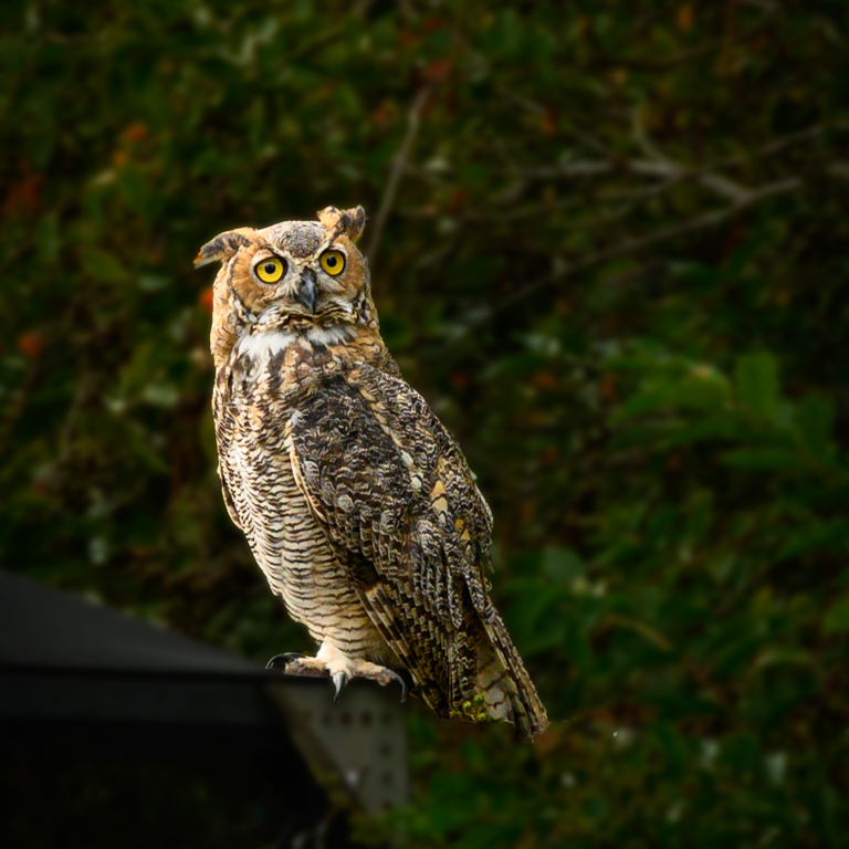 Mr Owl by Karen Botvin