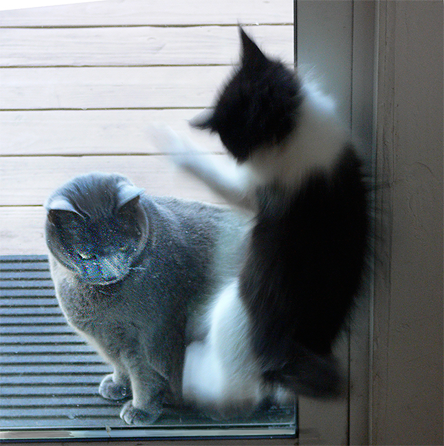 Kitten leaps at old cat on other side of the door. by Joan Field