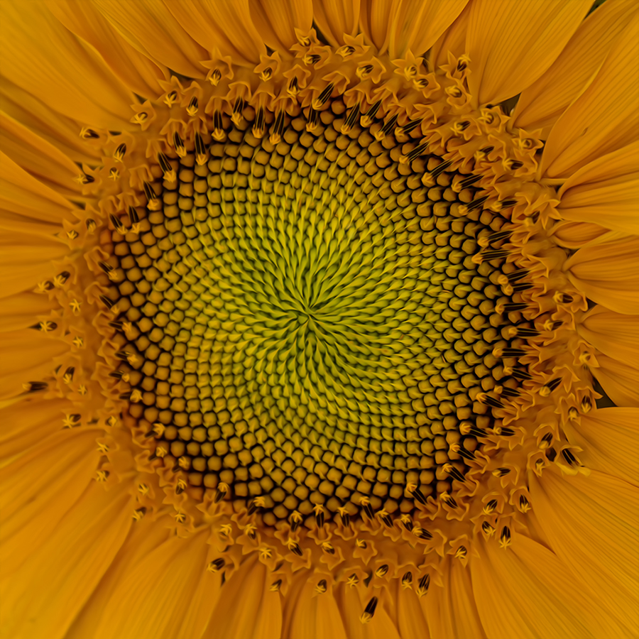 Sunflower by Lori Azevedo