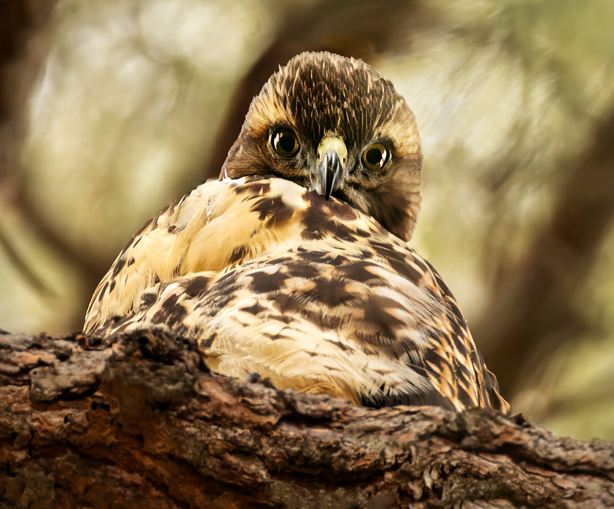 Are You My Mother? by Barbara Mallon