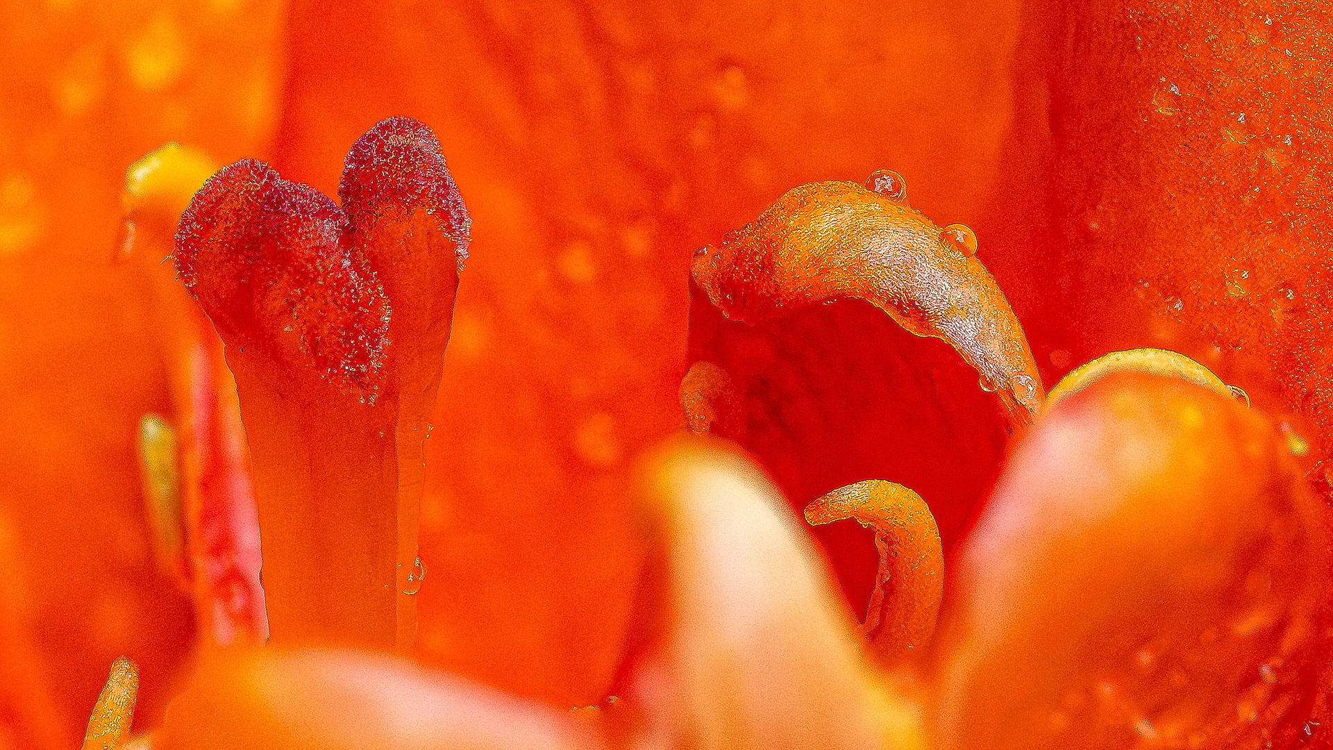 Asian Lily Closeup by Pinaki Sarkar