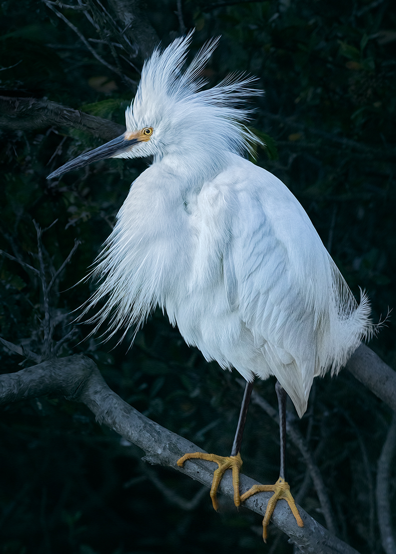 Snowy Egret by Ken Fowkes
