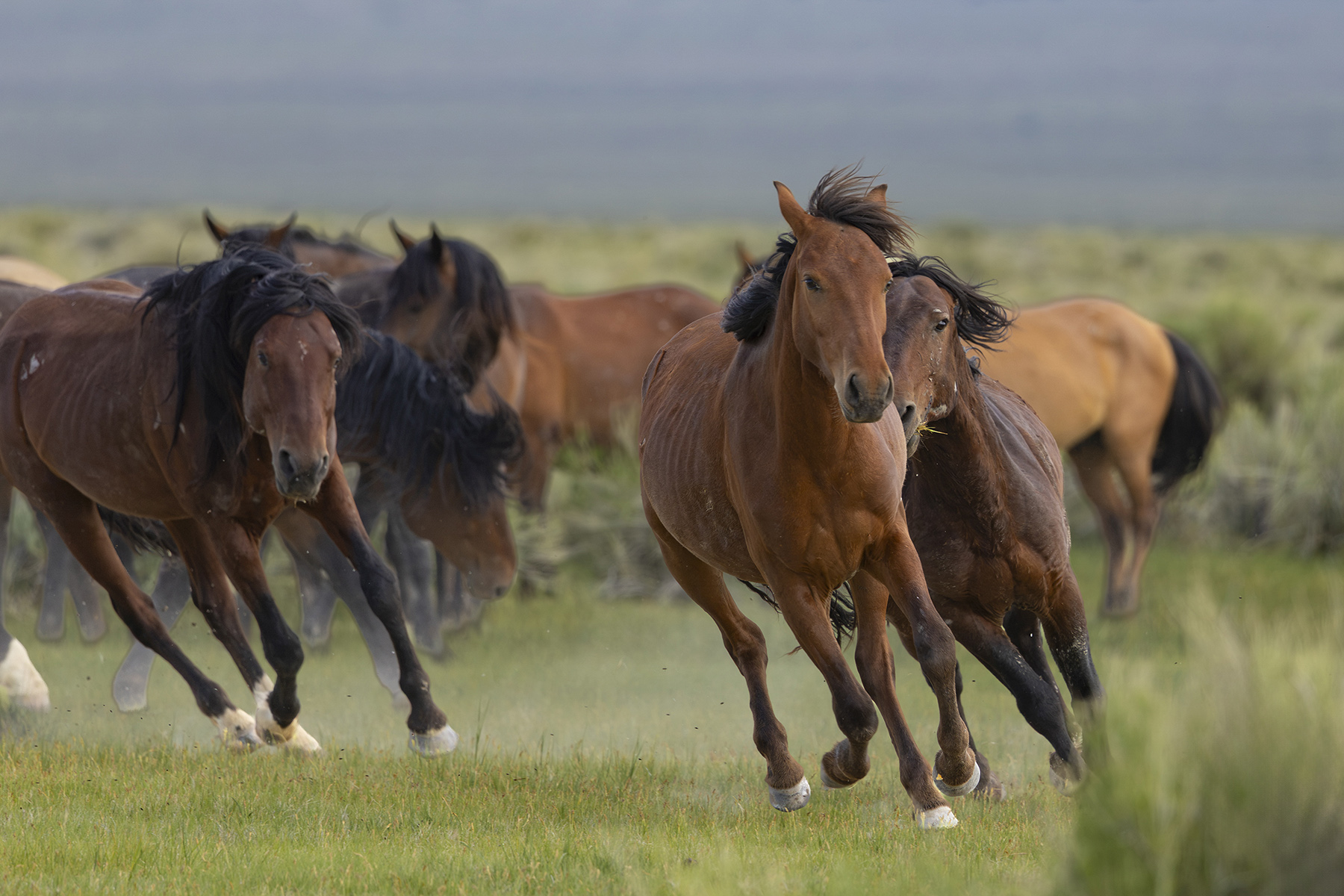 Wild horses by Sue Peri