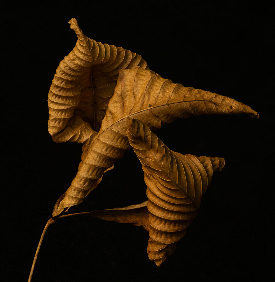Trio by Doug Wolters