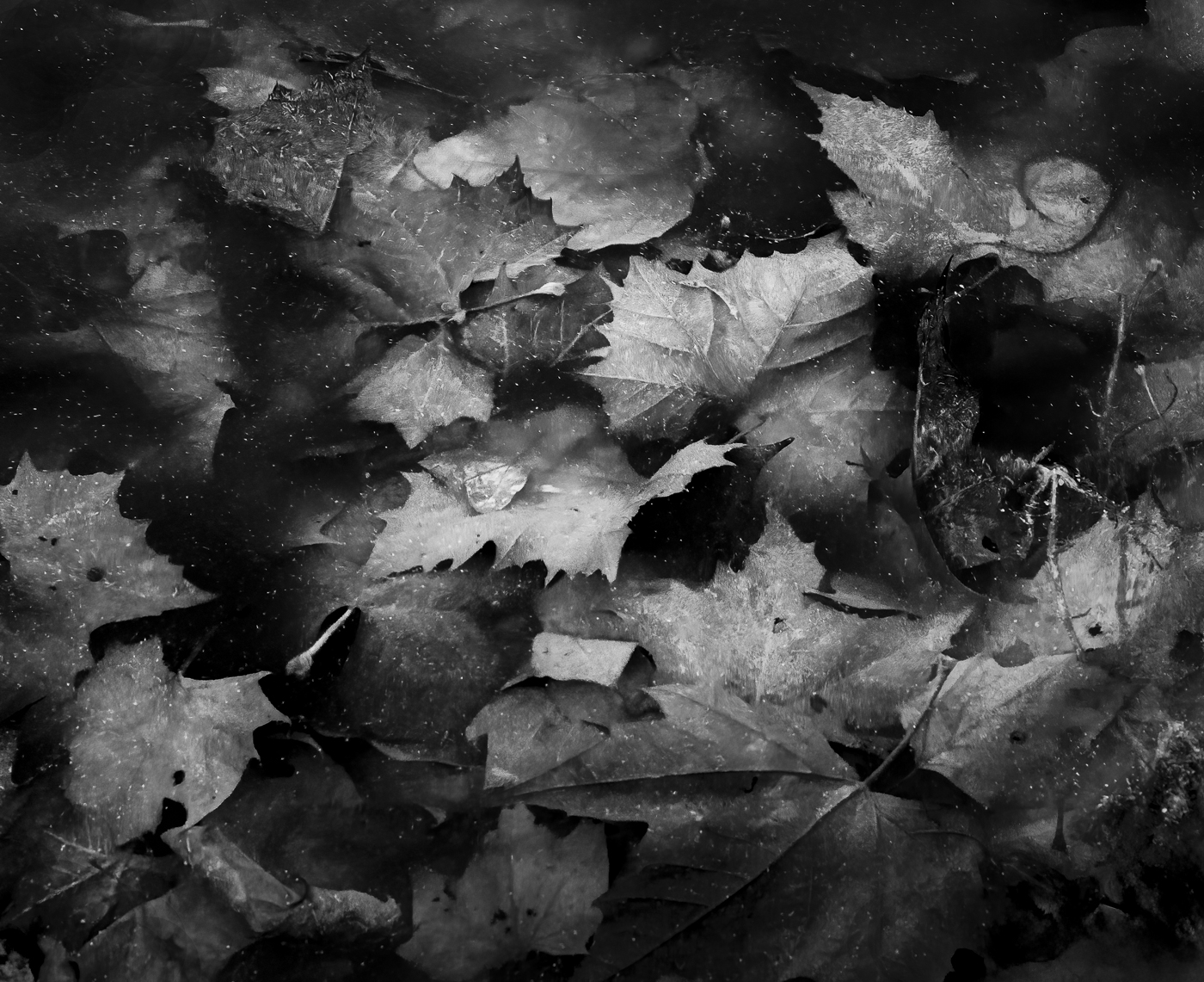 In Memoriam by Ed Palaszynski