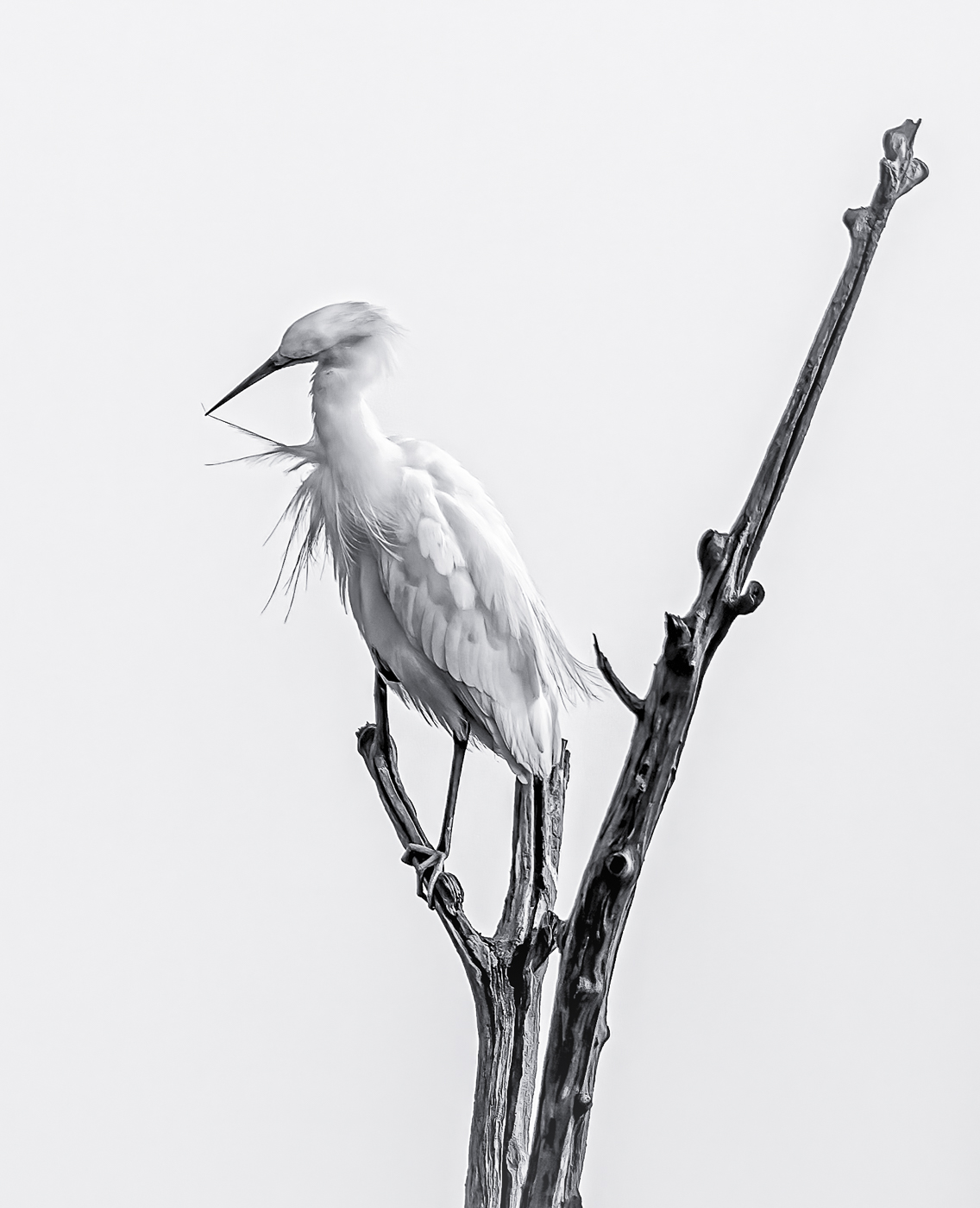  by Ed Palaszynski