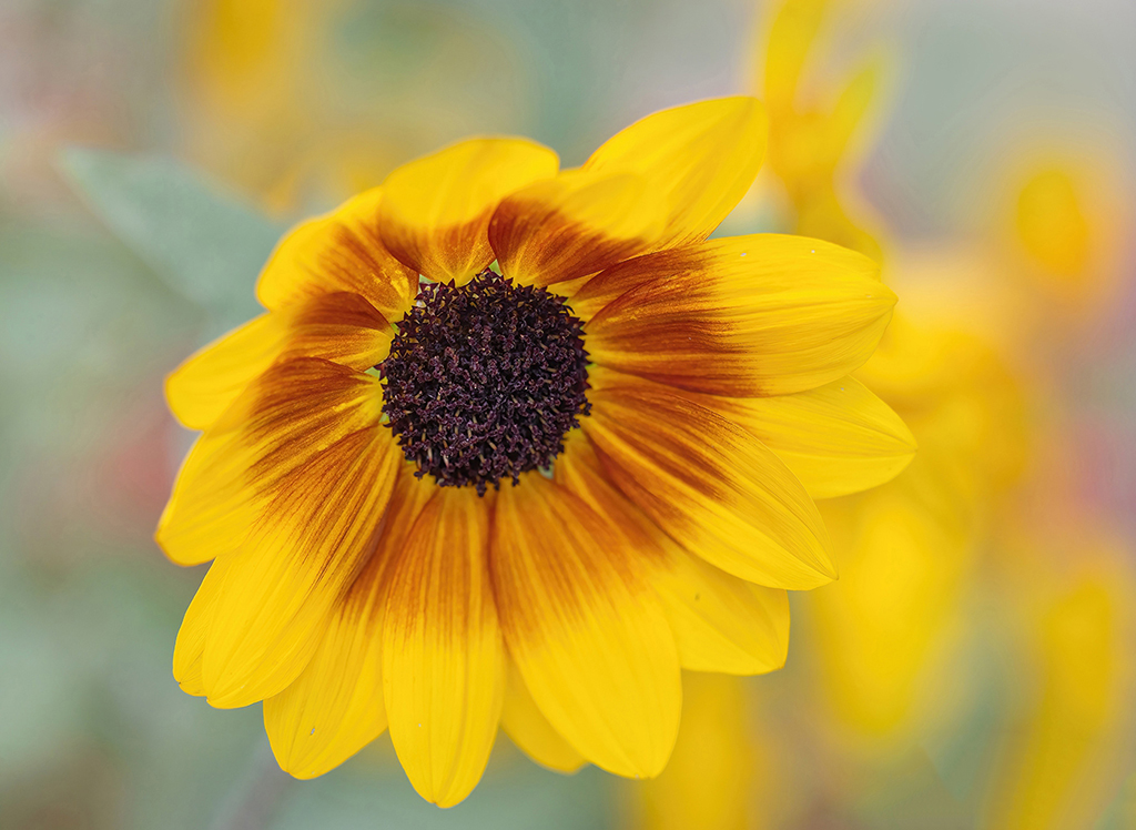 Summer Sunflower by Barbara Dunn