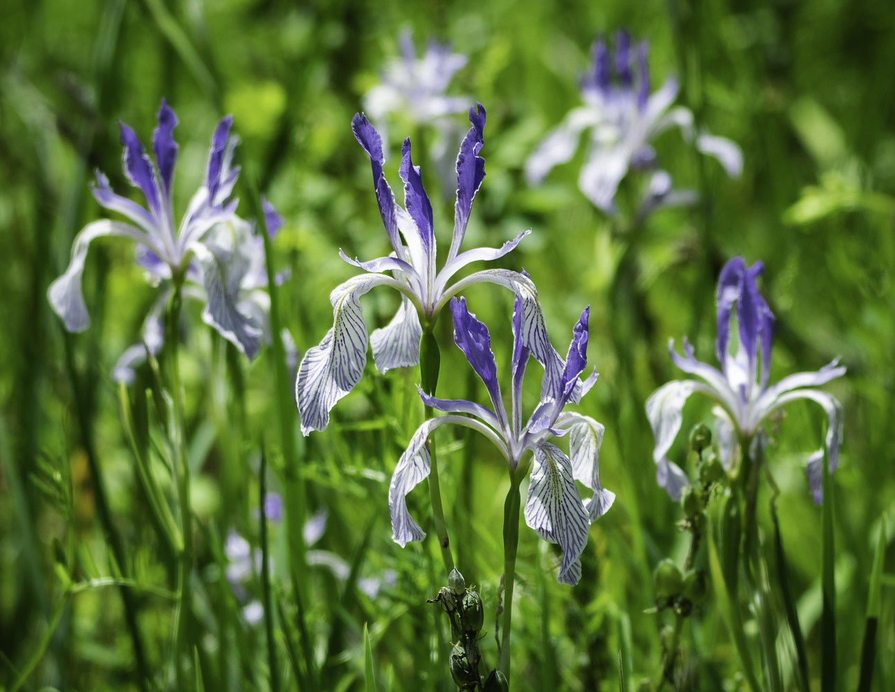 Wild Irises by Darcy Johnson