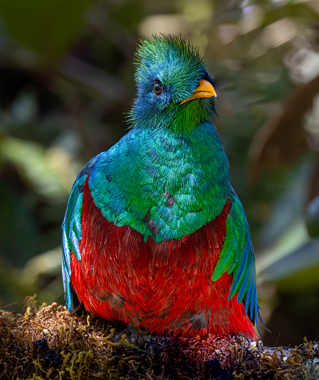 Male Quetzal Portrait by Dr Isaac Vaisman